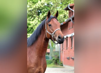 Koń pełnej krwi angielskiej, Klacz, 4 lat, 163 cm, Gniada