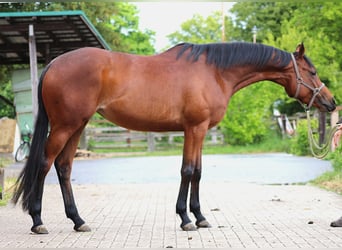 Koń pełnej krwi angielskiej, Klacz, 4 lat, 163 cm, Gniada