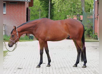 Koń pełnej krwi angielskiej, Klacz, 4 lat, 163 cm, Gniada