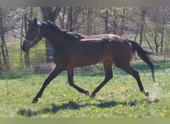 Koń pełnej krwi angielskiej, Klacz, 4 lat, 165 cm, Ciemnogniada