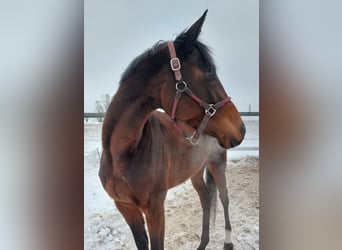 Koń pełnej krwi angielskiej, Klacz, 4 lat, 165 cm, Ciemnogniada