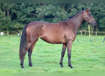 Koń pełnej krwi angielskiej, Klacz, 4 lat, 165 cm, Gniada