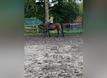 Koń pełnej krwi angielskiej, Klacz, 4 lat, 165 cm, Gniada