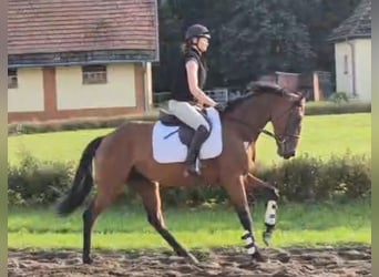 Koń pełnej krwi angielskiej, Klacz, 4 lat, 165 cm, Gniada