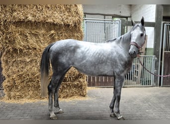 Koń pełnej krwi angielskiej, Klacz, 4 lat, 166 cm