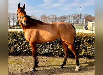 Koń pełnej krwi angielskiej, Klacz, 4 lat, 171 cm, Gniada