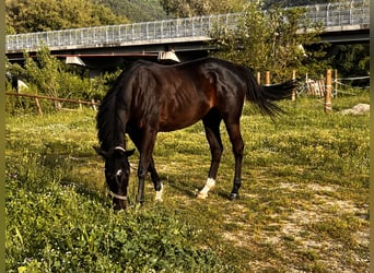 Koń pełnej krwi angielskiej, Klacz, 4 lat, 175 cm, Gniada