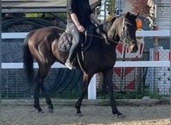 Koń pełnej krwi angielskiej, Klacz, 5 lat, 159 cm, Ciemnokasztanowata