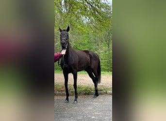 Koń pełnej krwi angielskiej, Klacz, 5 lat, 159 cm, Ciemnokasztanowata