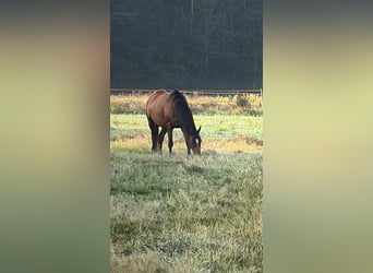 Koń pełnej krwi angielskiej, Klacz, 5 lat, 160 cm, Gniada