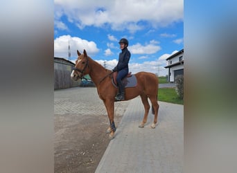 Koń pełnej krwi angielskiej, Klacz, 5 lat, 164 cm, Kasztanowata