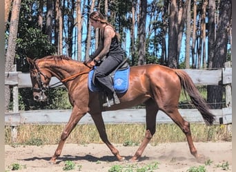 Koń pełnej krwi angielskiej, Klacz, 5 lat, 165 cm, Kasztanowata