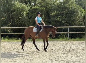 Koń pełnej krwi angielskiej, Klacz, 5 lat, 166 cm, Gniada