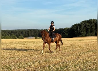 Koń pełnej krwi angielskiej, Klacz, 5 lat, 166 cm, Kasztanowata