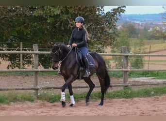 Koń pełnej krwi angielskiej, Klacz, 6 lat, 153 cm, Gniada