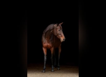 Koń pełnej krwi angielskiej, Klacz, 6 lat, 153 cm, Gniada