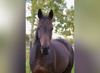 Koń pełnej krwi angielskiej, Klacz, 6 lat, 153 cm, Gniada