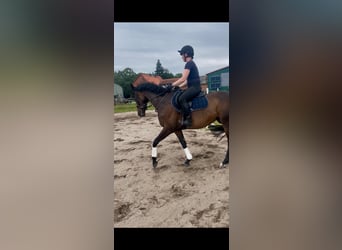 Koń pełnej krwi angielskiej, Klacz, 6 lat, 159 cm, Ciemnogniada