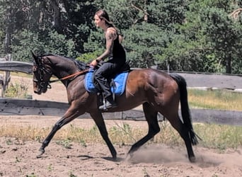 Koń pełnej krwi angielskiej, Klacz, 6 lat, 160 cm, Gniada