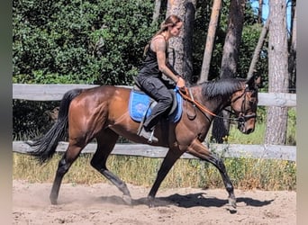 Koń pełnej krwi angielskiej, Klacz, 6 lat, 160 cm, Gniada