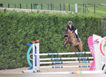 Koń pełnej krwi angielskiej, Klacz, 6 lat, 160 cm, Gniada