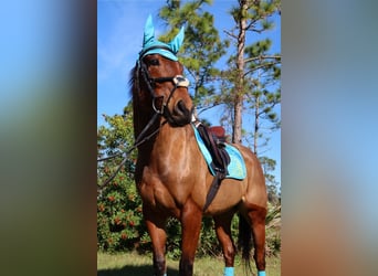 Koń pełnej krwi angielskiej, Klacz, 6 lat, 163 cm, Gniada