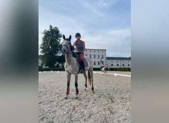 Koń pełnej krwi angielskiej, Klacz, 6 lat, 163 cm, Siwa w hreczce