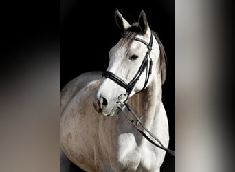 Koń pełnej krwi angielskiej, Klacz, 6 lat, 163 cm, Siwa w hreczce