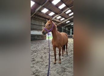 Koń pełnej krwi angielskiej Mix, Klacz, 6 lat, 165 cm, Kasztanowata