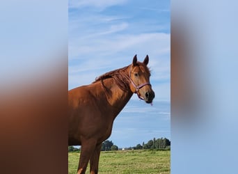 Koń pełnej krwi angielskiej Mix, Klacz, 6 lat, 165 cm, Kasztanowata