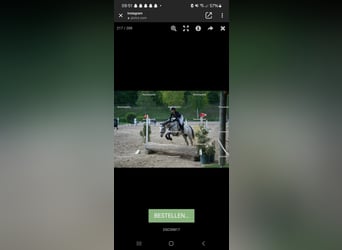 Koń pełnej krwi angielskiej, Klacz, 6 lat, 166 cm, Siwa jabłkowita