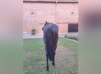 Koń pełnej krwi angielskiej, Klacz, 6 lat, 169 cm, Skarogniada