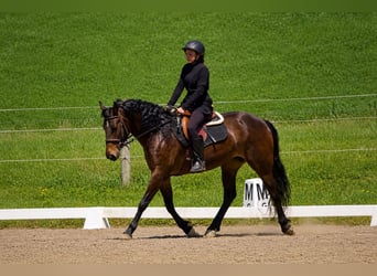 Koń pełnej krwi angielskiej Mix, Klacz, 7 lat, 152 cm, Gniada