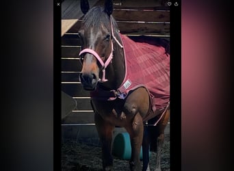 Koń pełnej krwi angielskiej, Klacz, 7 lat, 160 cm, Ciemnogniada