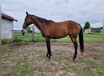 Koń pełnej krwi angielskiej, Klacz, 7 lat, 160 cm, Gniada