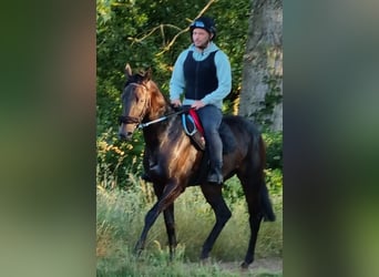 Koń pełnej krwi angielskiej, Klacz, 7 lat, 160 cm, Skarogniada