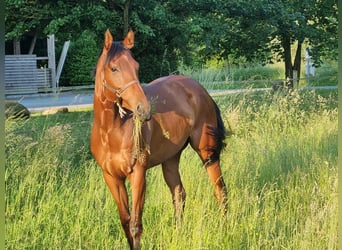 Koń pełnej krwi angielskiej, Klacz, 7 lat, 162 cm, Gniada