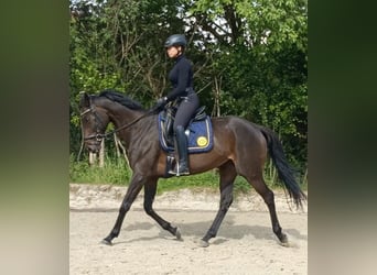Koń pełnej krwi angielskiej, Klacz, 8 lat, 165 cm, Ciemnogniada