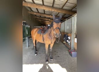Koń pełnej krwi angielskiej, Klacz, 8 lat, 165 cm, Gniada