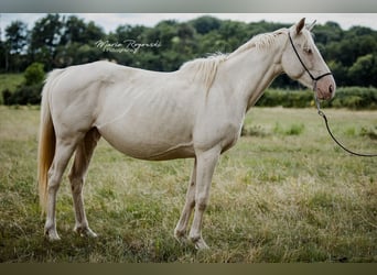 Koń pełnej krwi angielskiej, Klacz, 9 lat, 153 cm, Cremello