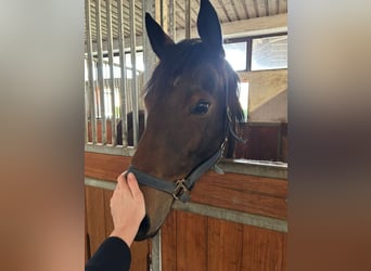 Koń pełnej krwi angielskiej, Klacz, 9 lat, 160 cm, Gniada