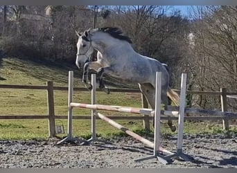 Koń pełnej krwi angielskiej, Klacz, 9 lat, 160 cm, Siwa