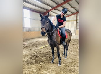 Koń pełnej krwi angielskiej, Klacz, 9 lat, 163 cm, Gniada