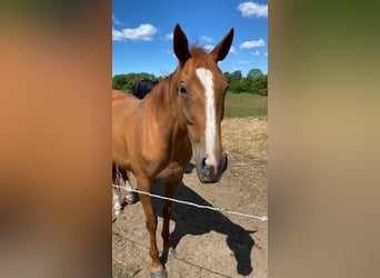 Koń pełnej krwi angielskiej, Klacz, 9 lat, 163 cm, Kasztanowata