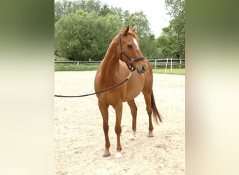 Koń pełnej krwi angielskiej, Klacz, 9 lat, 163 cm