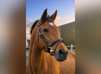 Koń pełnej krwi angielskiej, Klacz, 9 lat, 165 cm, Gniada