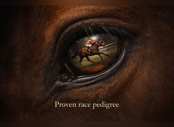 Koń pełnej krwi angielskiej, Klacz, 9 lat, 165 cm, Gniada