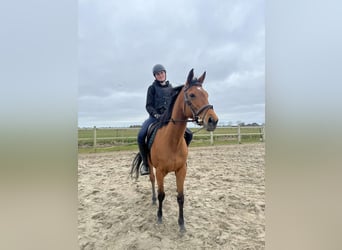 Koń pełnej krwi angielskiej, Klacz, 9 lat, 165 cm, Gniada