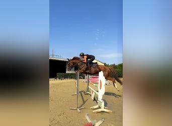 Koń pełnej krwi angielskiej, Klacz, 9 lat, 165 cm, Kasztanowata