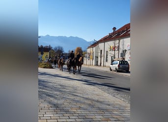Koń pełnej krwi angielskiej, Klacz, 9 lat, 165 cm, Kasztanowata